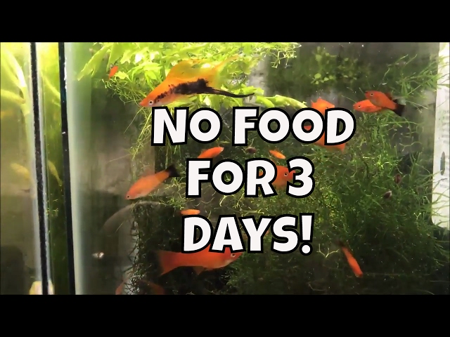 How Long Can Fish Survive Without Food