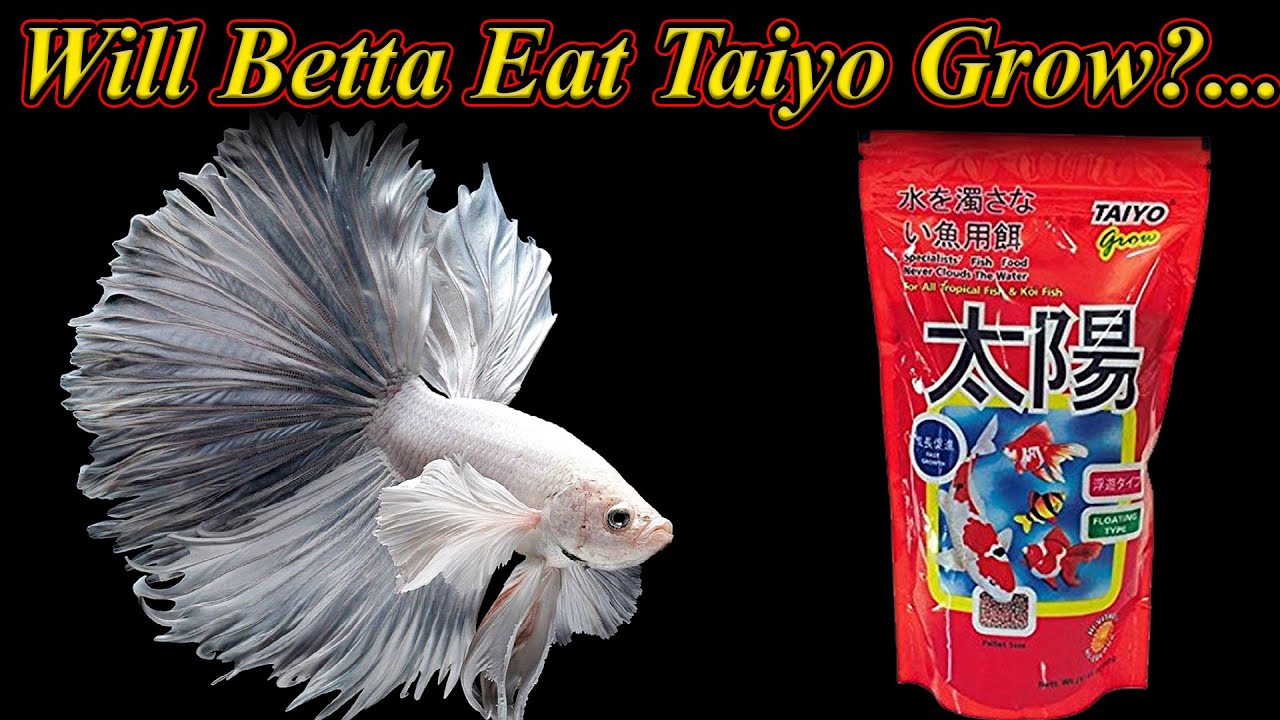 Taiyo Grow Fish Food: Unleash Optimal Aquatic Growth!