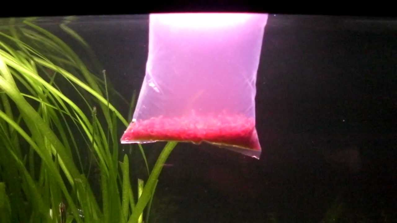 live blood worms fish food