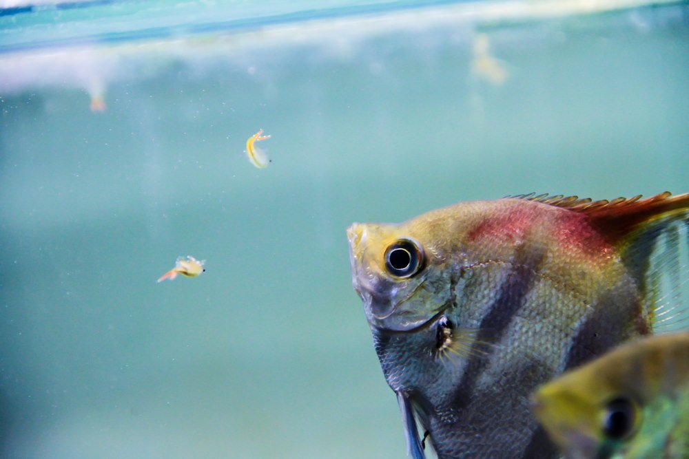 Live Fish Food: Essential Nutrients for Healthy Aquariums