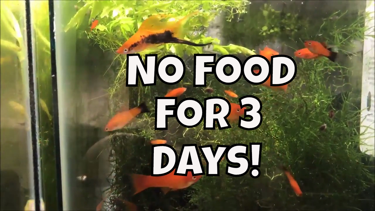 How Long Can Goldfish Go Without Food