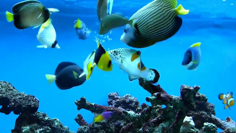 Coral Fish Food: Essential Nutrition for Vibrant Reefs