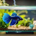 Betta Fish Not Eating Pellets