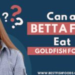 Can a Betta Fish Eat Goldfish Food