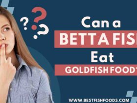 Can a Betta Fish Eat Goldfish Food