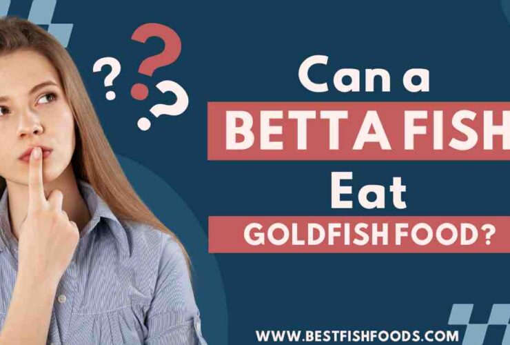 Can a Betta Fish Eat Goldfish Food