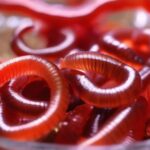 Live Blood Worms Fish Food