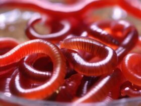 Live Blood Worms Fish Food