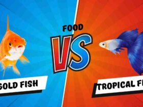 What is the Difference Between Tropical and Goldfish Food