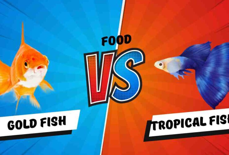 What is the Difference Between Tropical and Goldfish Food