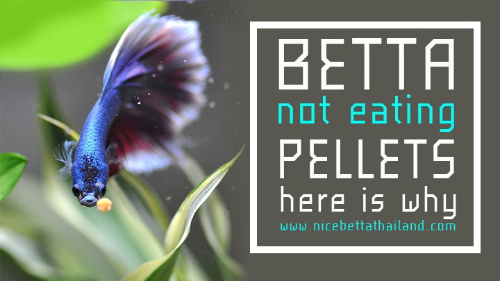 Betta Fish Not Eating Pellets: Quick Solutions!