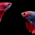 Betta Fighting Fish Food