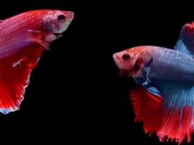 Betta Fighting Fish Food