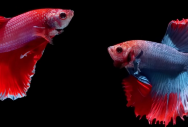 Betta Fighting Fish Food