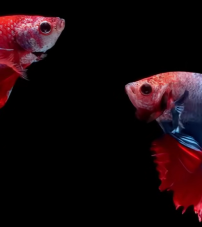 Betta Fighting Fish Food