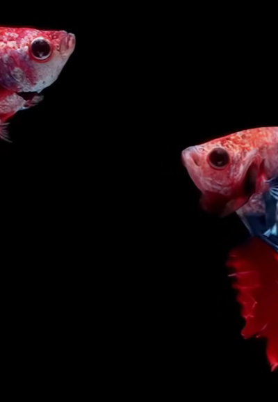 Betta Fighting Fish Food