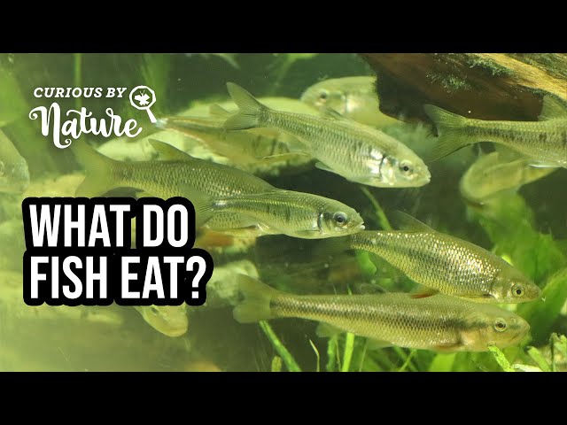 What Do Fish Eat 