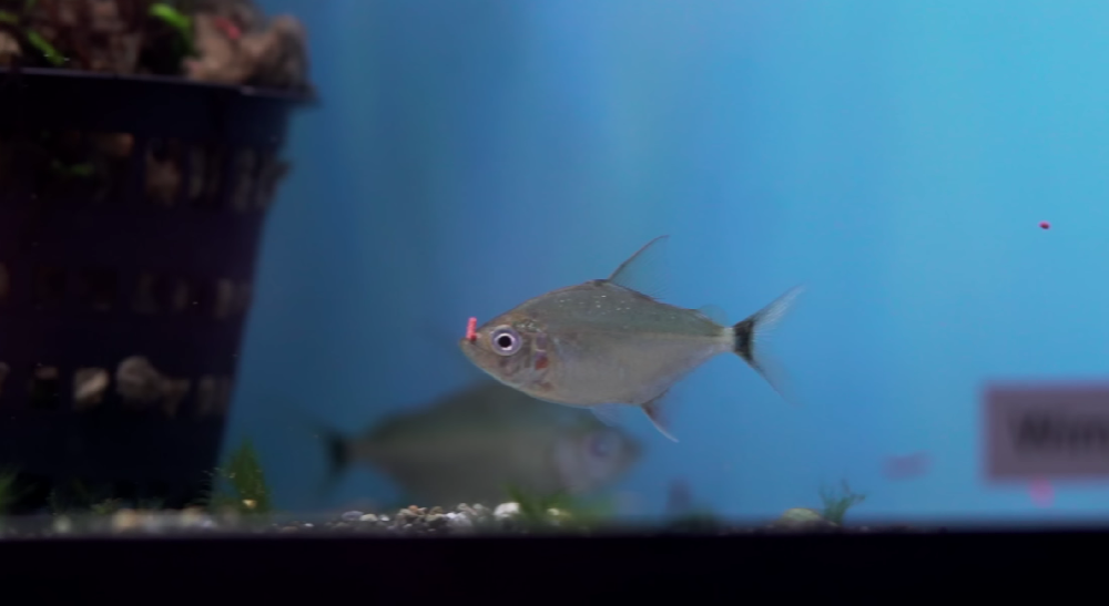 Hikari Fish Food: Boosting Aquarium Health & Vibrant Colors