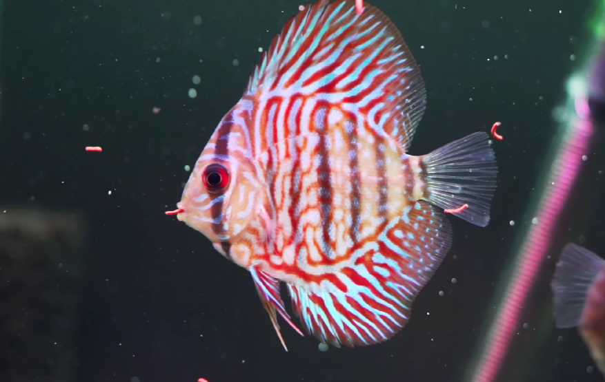 Hikari Fish Food: Boosting Aquarium Health & Vibrant Colors